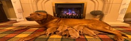 Labrador Retriever dogs for sale: Stunning KC pups,health tested parents&great lines - Advert 3