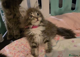 Maine Coon cats Ready December TICA beautiful Maine Coon Kittens - Advert 2