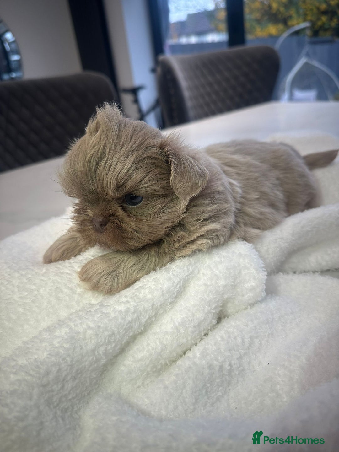 Shih Tzu dogs for sale: 🐶Imperial ShihTzu Puppies–Exceptional Bloodline🐶 - Image 23
