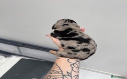 Miniature Dachshund dogs for sale: Miniature dachshund  - Image 10