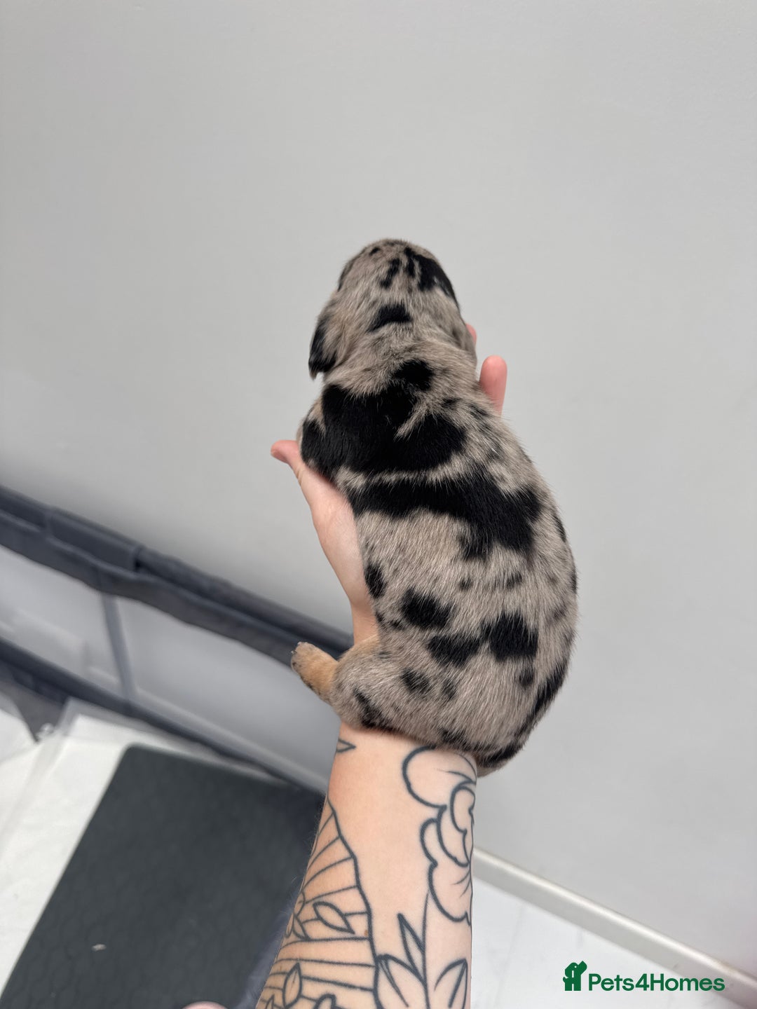 Miniature Dachshund dogs for sale: Miniature dachshund  - Image 10