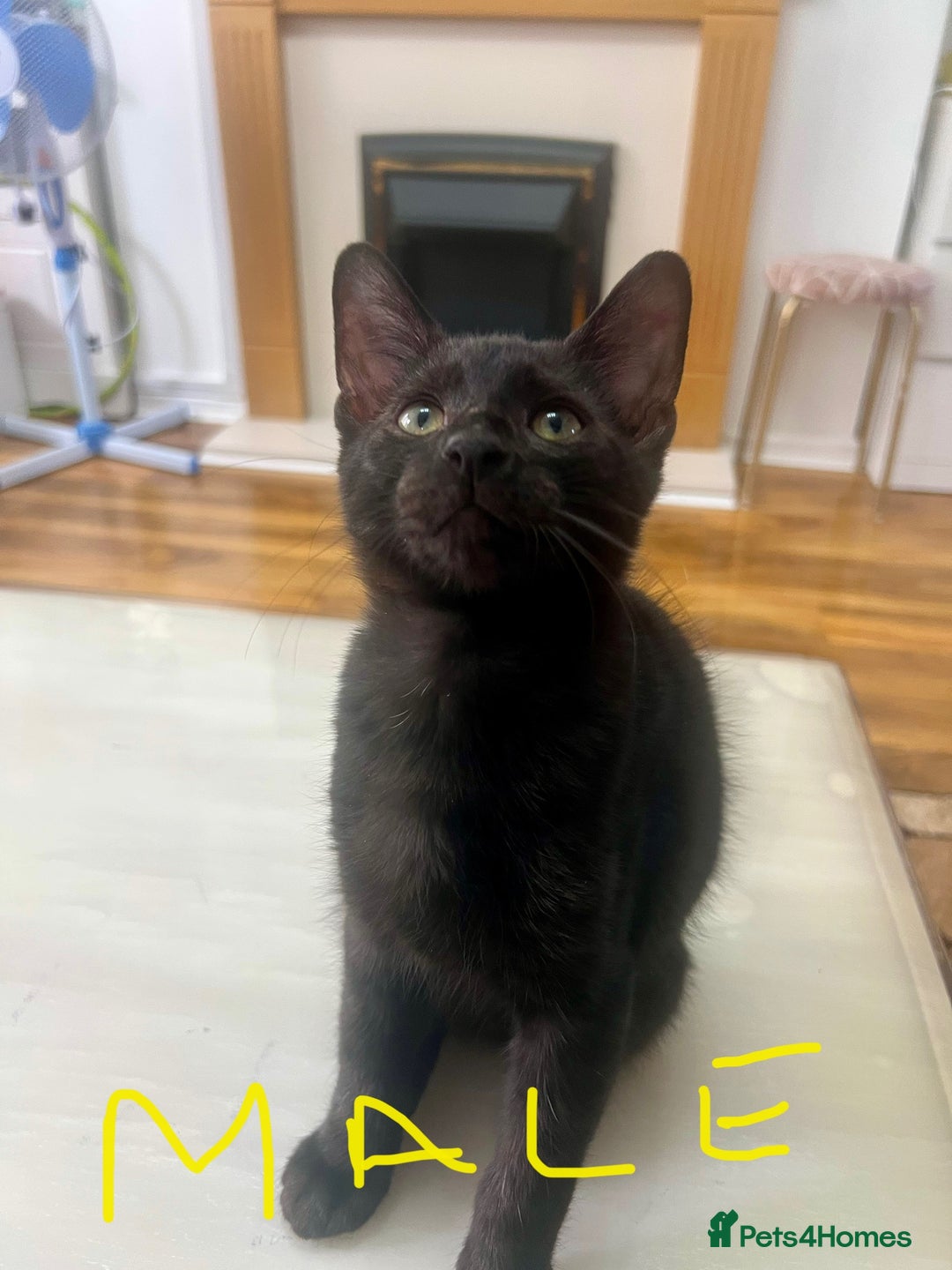 Mixed Breed cats for sale: Black tabby kittens - Image 2