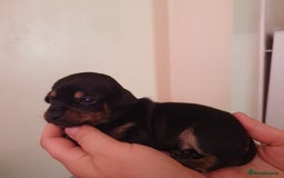 Miniature Dachshund dogs for sale: 4 beautiful miniature dachshund puppy's  - Image 2