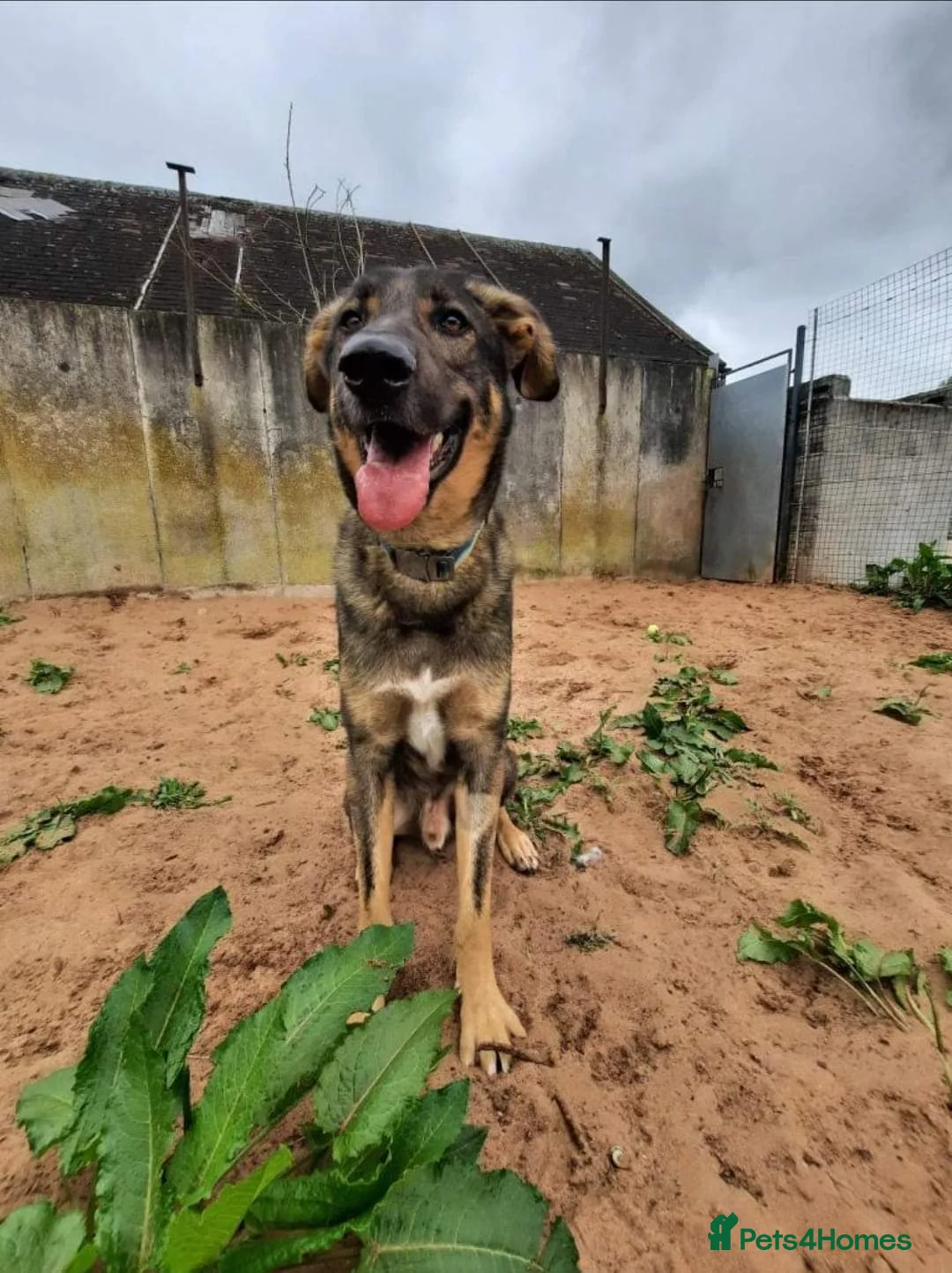 Mixed Breed dogs for adoption: Meet Ozzy, currently residing in Cheshire  in Nantwich - Advert 15