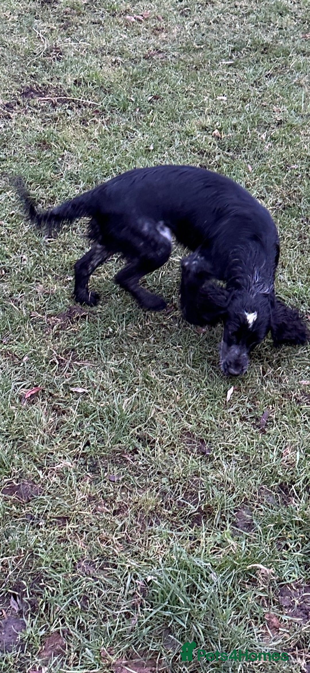 Cocker Spaniel dogs for sale: Hanscombe working cocker spaniel puppies - Advert 9