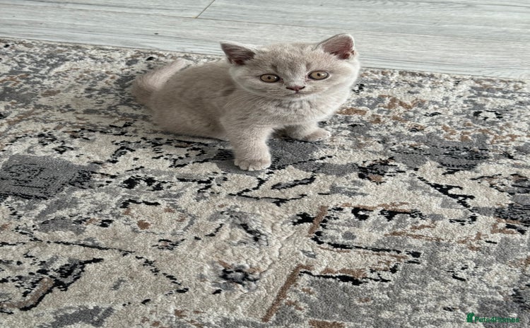 British Shorthair cats - Advert 13