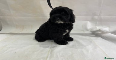 Cockapoo dogs - Advert 4