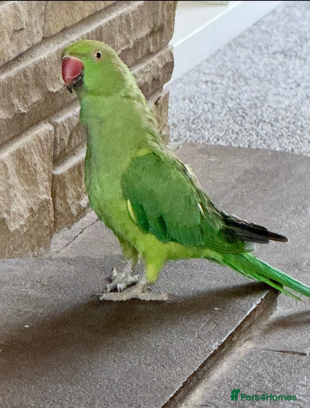 Ringnecks birds Untamed Indian Ringneck.  - Advert 16