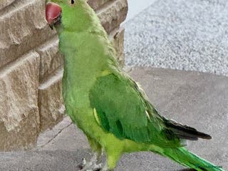 Ringnecks birds Untamed Indian Ringneck. - Advert 5