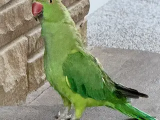 Ringnecks birds Untamed Indian Ringneck. - Advert 19