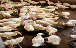 Ducks poultry for sale: Female Ducklings For Sale - Image 1