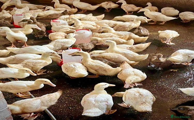 Ducks poultry - Advert 14