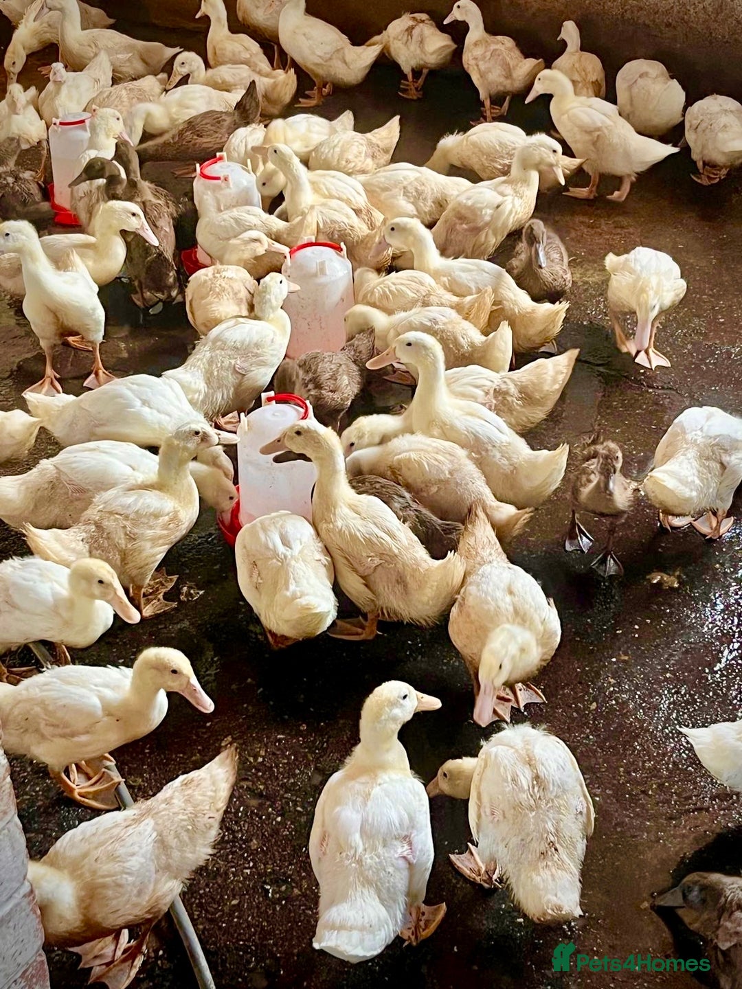 Ducks poultry for sale: Female Ducklings For Sale - Image 1