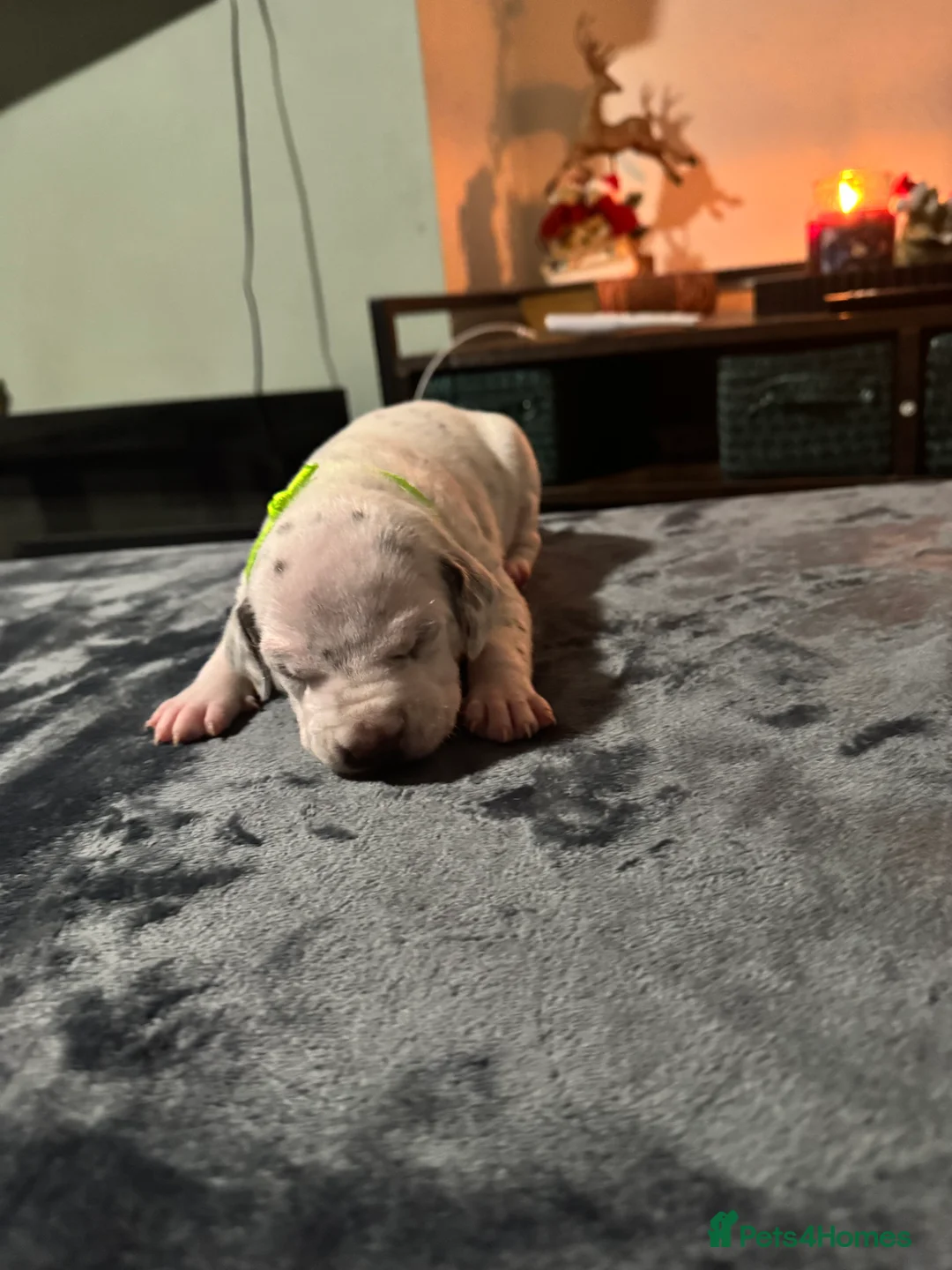 Dalmatian dogs for sale: 1 Boy Left!!! (KC Registered dalmatian pups)!!) - Advert 15