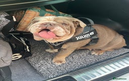 English Bulldog dogs for sale: 5 year old English bulldog  - Image 2