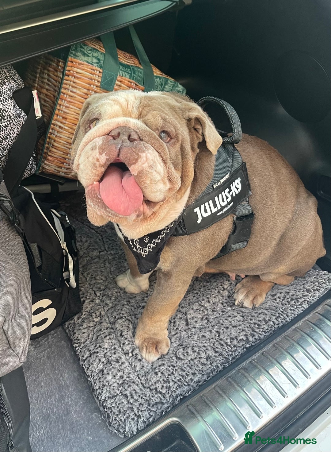 English Bulldog dogs for sale: 5 year old English bulldog  - Image 2