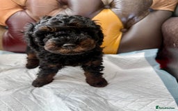 Toy Poodle dogs for sale: Four Beautiful Little Boys “Real Charmer’s “ - Image 12