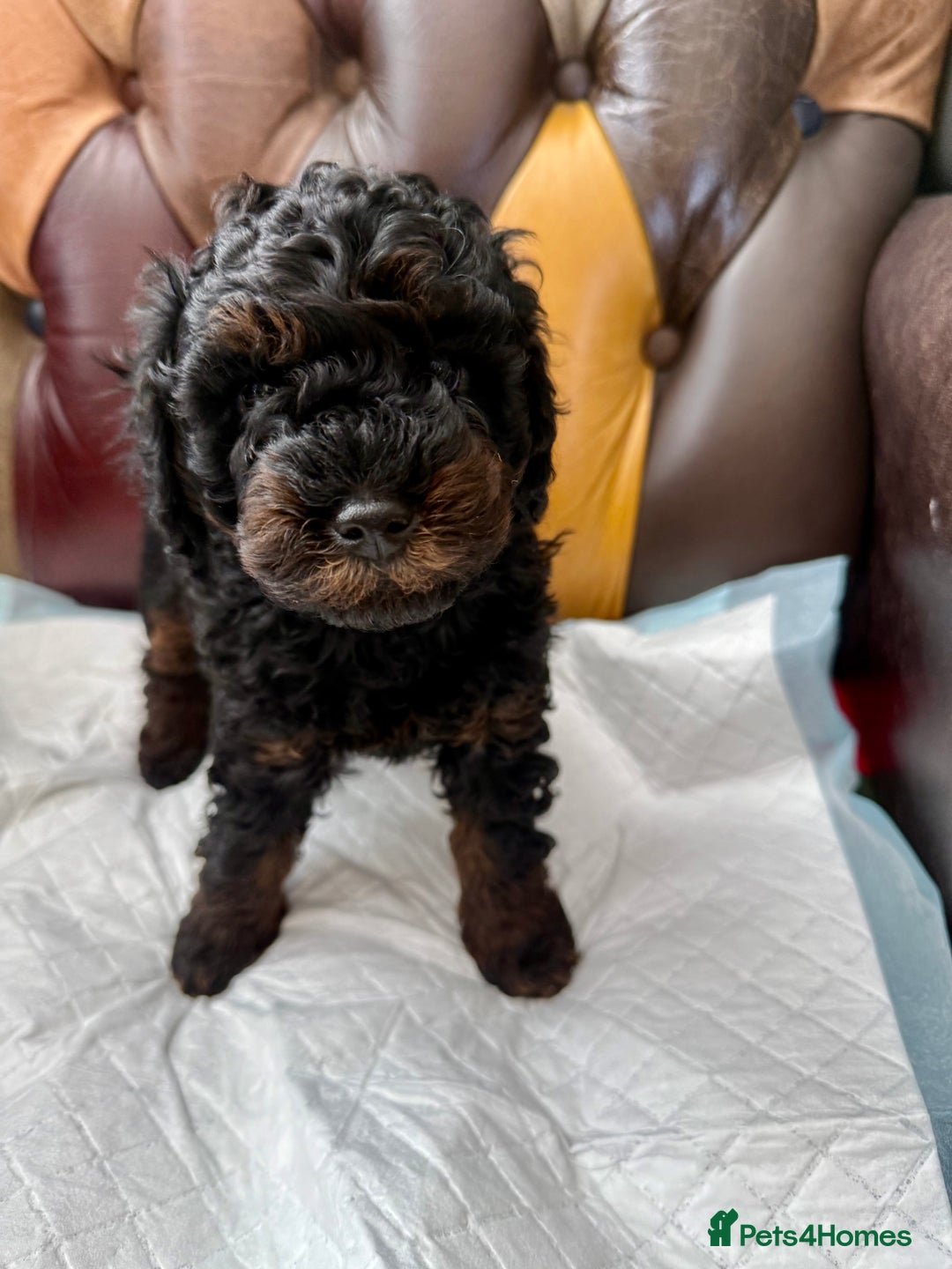 Toy Poodle dogs for sale: Four Beautiful Little Boys “Real Charmer’s “ - Image 12