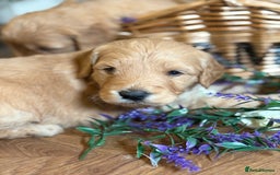 Mini Goldendoodle dogs for sale: Health tested Minature dark red/golden doodles  - Image 26