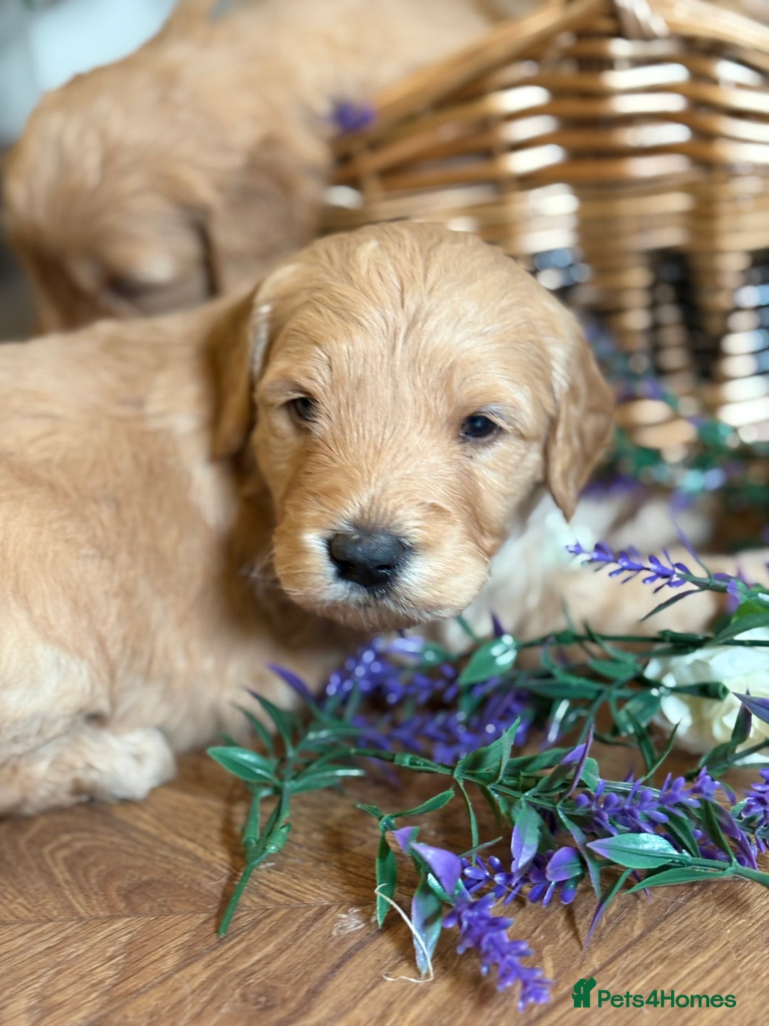 Mini Goldendoodle dogs for sale: Health tested Minature dark red/golden doodles  - Image 26