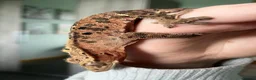 Gecko reptiles for sale: Crested gecko collection for sale - Proven Adults - Advert 5