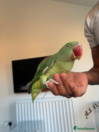 Parrots birds - Advert 1