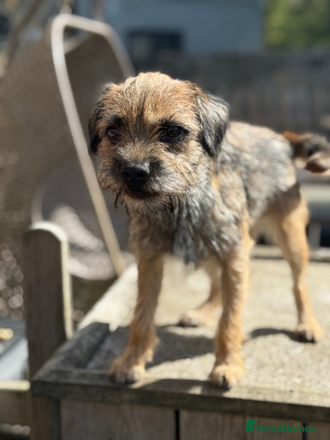 Border Terrier dogs for sale: KC Grizzle & Tan Border Terrier - Image 4
