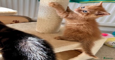 Mixed Breed cats - Advert 16