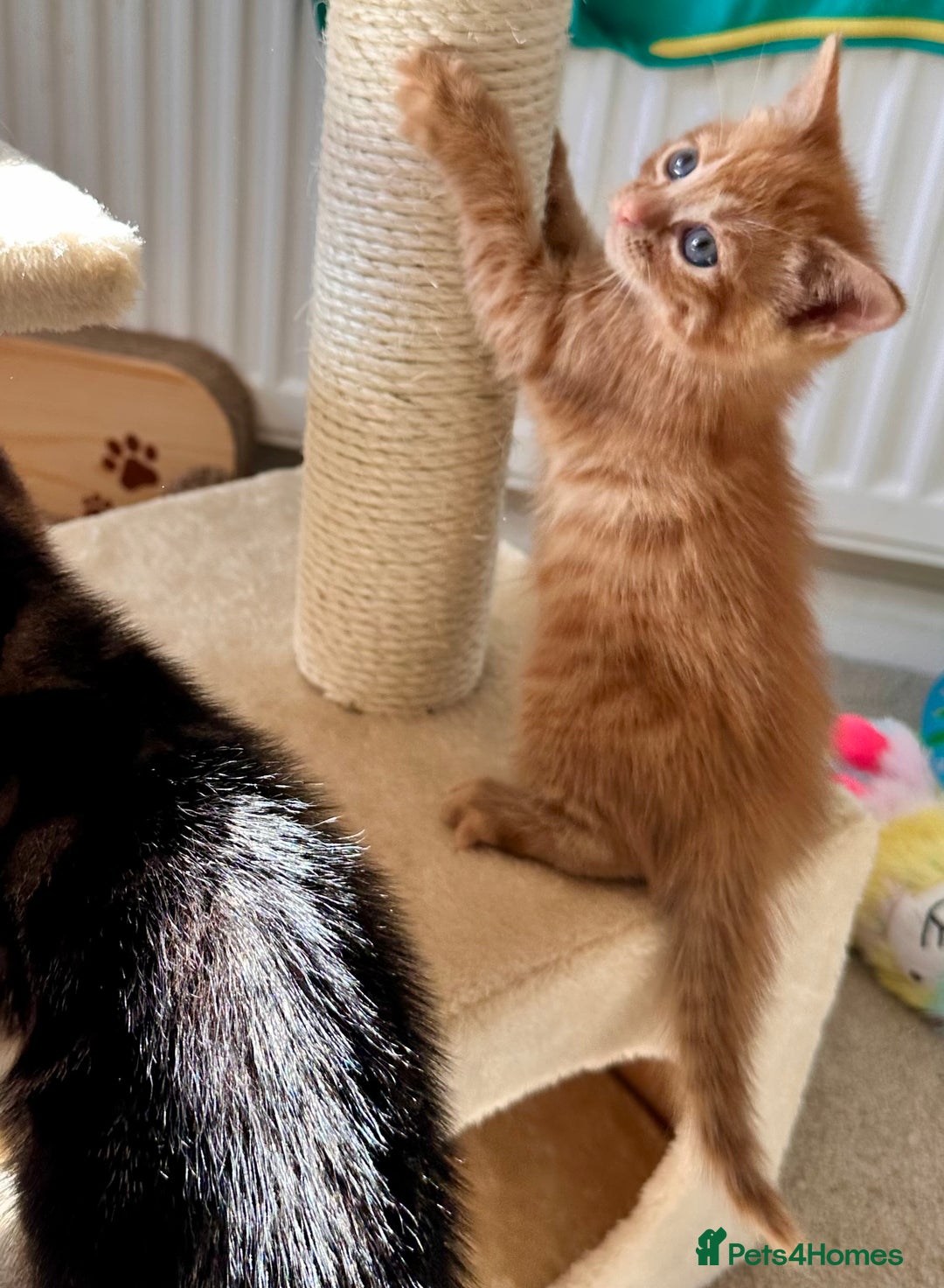 Mixed Breed cats for sale: Amiable bengal mix tabby kittens - Image 1