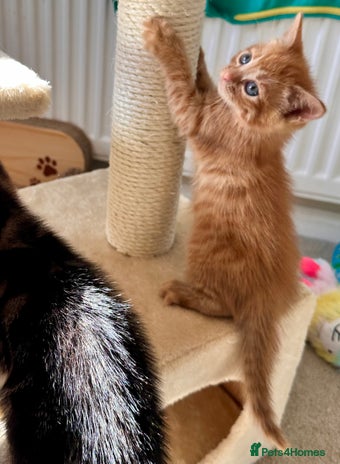 Mixed Breed cats - Advert 3