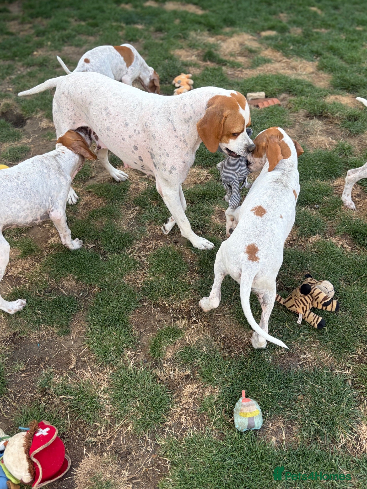 Pointer dogs Gorgeous Pointer Puppies looking for new homes - Advert 1