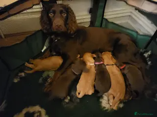Cocker Spaniel dogs Working Cocker Spaniel Pups - Advert 7