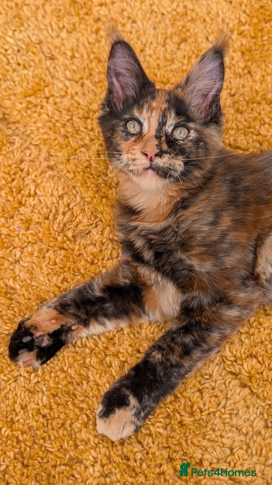 Maine Coon cats Tica Registered Maine coon kittens - Advert 2