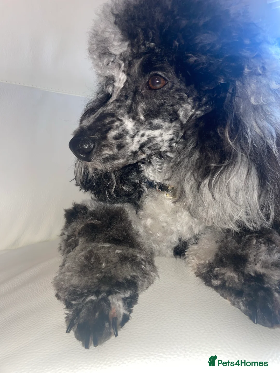 Miniature Poodle dogs for stud: Blue Merle Miniature Poodle (PROVEN) Health Tested in Sunderland - Advert 29