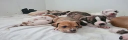 Alapaha Blue Blood Bulldog dogs for sale: Amazing bulldog puppies  in London - Advert 4