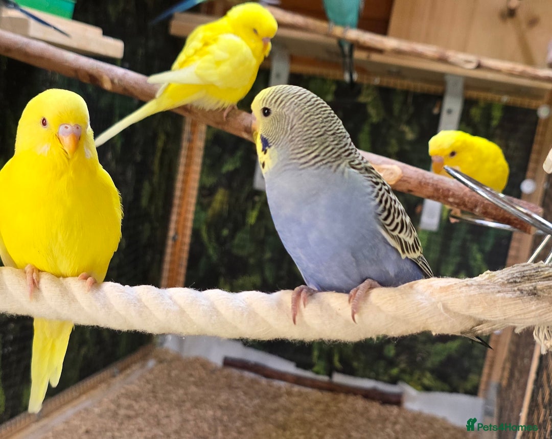 Budgerigars birds for sale: Yellow Lutino budgies. - Image 7