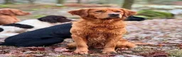 Golden Retriever dogs for sale: *FOX RED KC REG GOLDEN RETRIEVER PUPS FOR SALE* - Advert 1