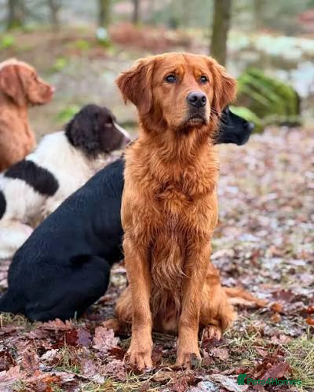 Golden Retriever dogs for sale: *FOX RED KC REG GOLDEN RETRIEVER PUPS FOR SALE* - Advert 1