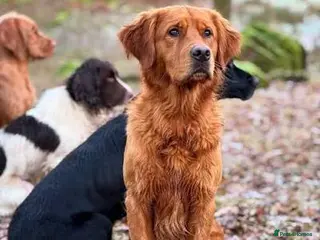 Golden Retriever dogs *FOX RED KC REG GOLDEN RETRIEVER PUPS* - Advert 1