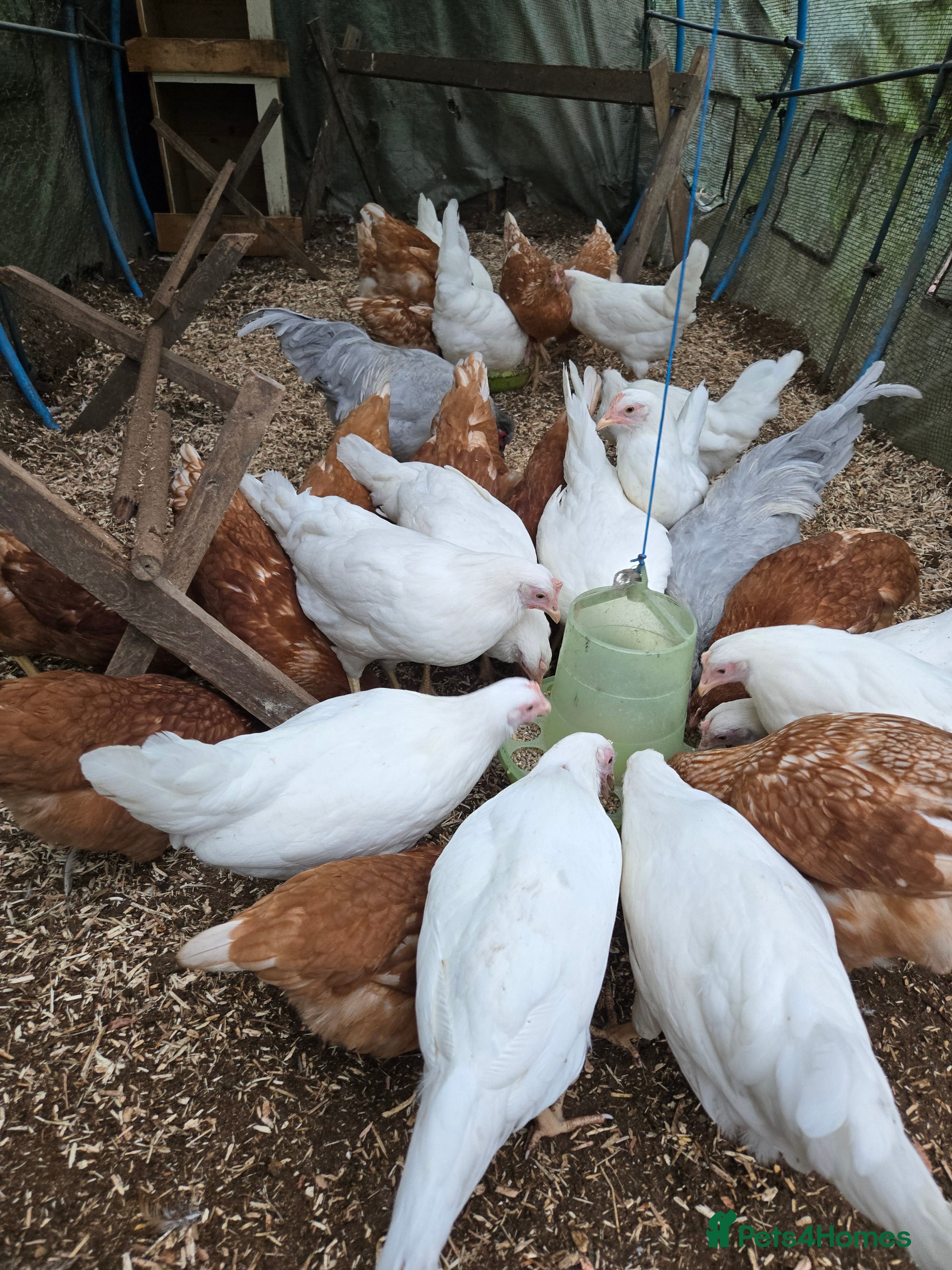 Chickens poultry Whitestars and Bovan Browns  - Advert 16