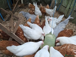 Chickens poultry Whitestars and Bovan Browns - Advert 16