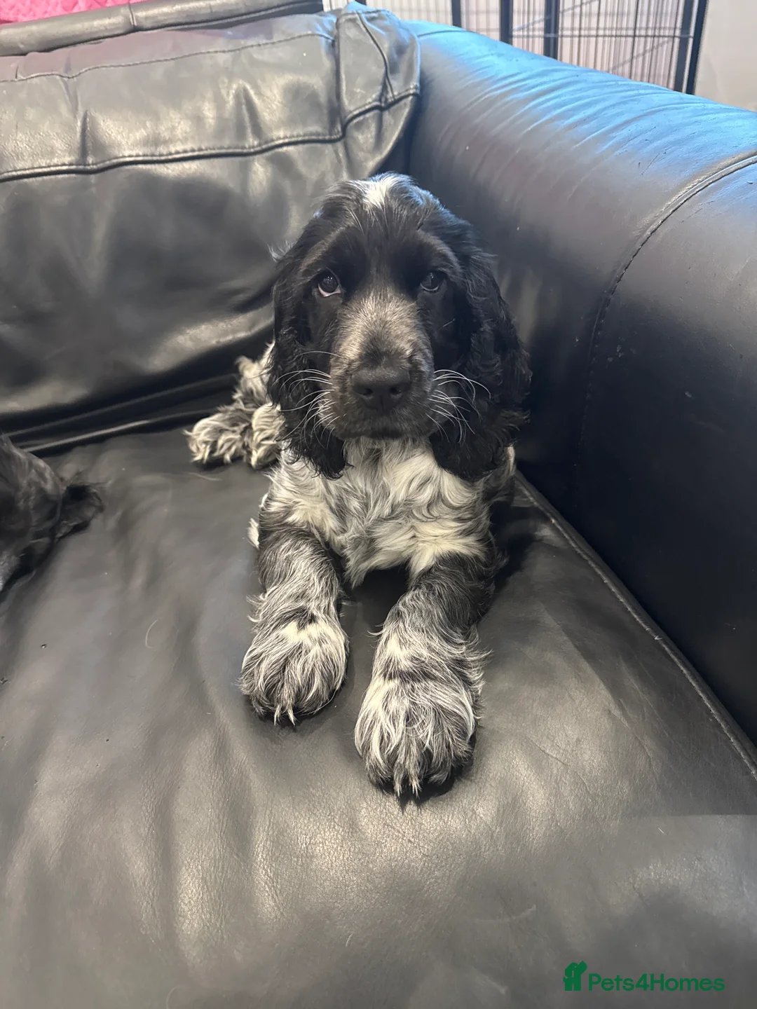 Cocker Spaniel dogs for sale: KC Registered Cocker Spaniel (Show) Puppies  - Advert 1