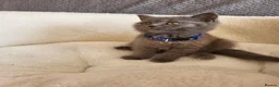 British Shorthair cats for sale: 4 adorable British Shorthair kittens - Advert 6