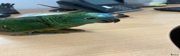 Parrots birds for sale: Hand Reared Baby Blue Fronted Amazons  - Advert 2