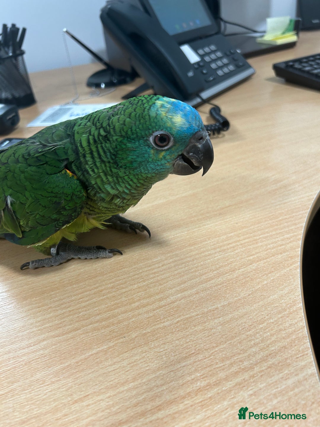 Parrots birds for sale: Hand Reared Baby Blue Fronted Amazons  - Advert 2