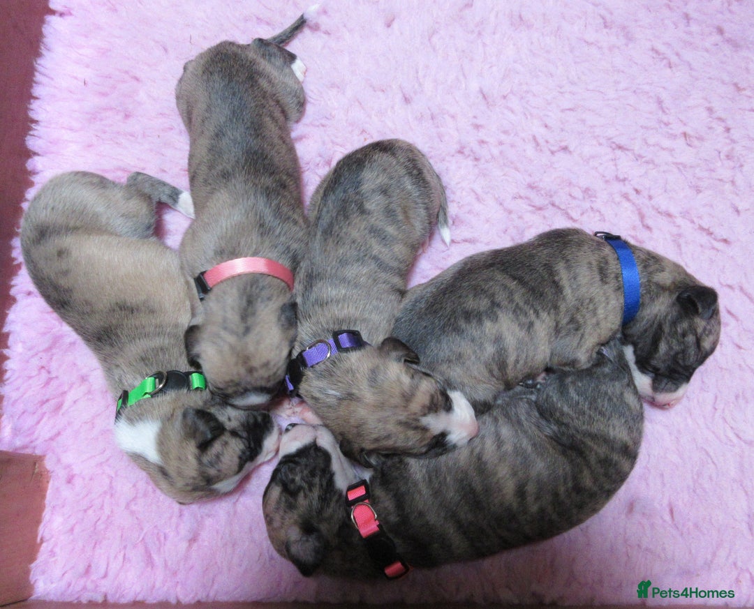 Whippet dogs for sale: Exceptional Small Show Type Whippets in Welshpool - Image 2