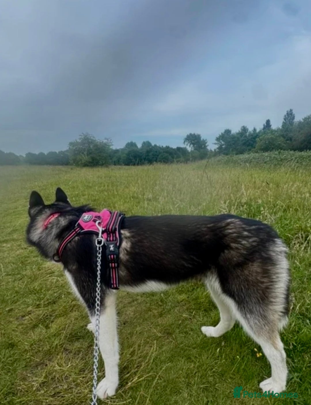 Siberian Husky dogs for sale: Siberian husky - Advert 6