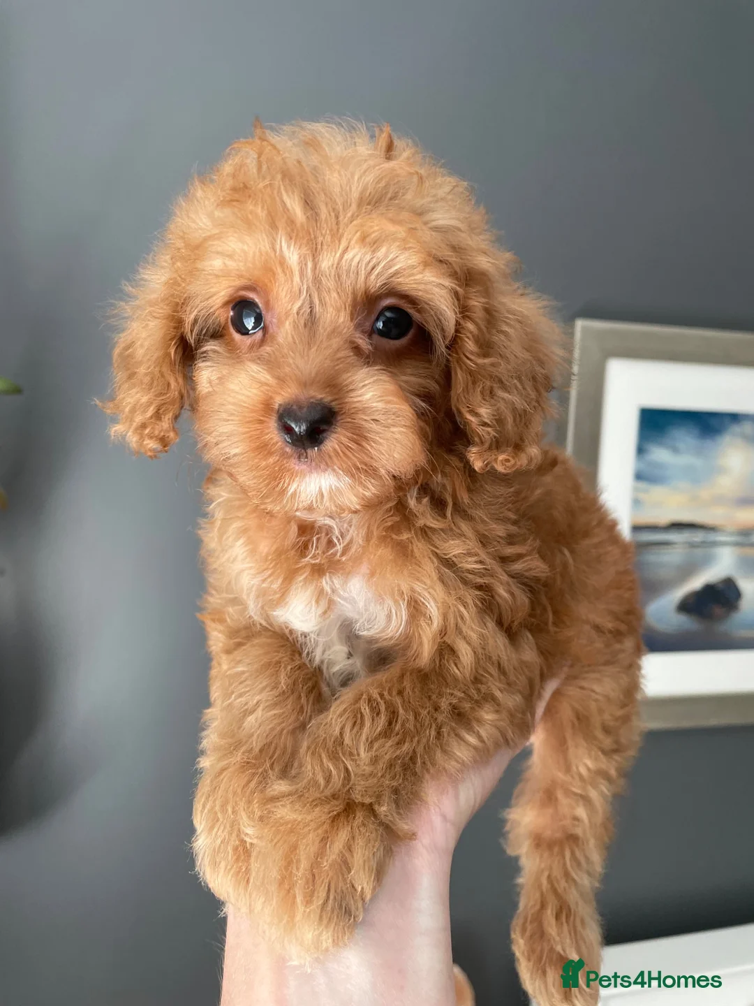 Cockapoo dogs for sale: Incredibly fluffy Tiny Toy F1B Cockapoo pups - Advert 39