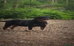 Rottweiler dogs for sale: Pure breed  KING ROTTWEILER (1 female) - Image 4