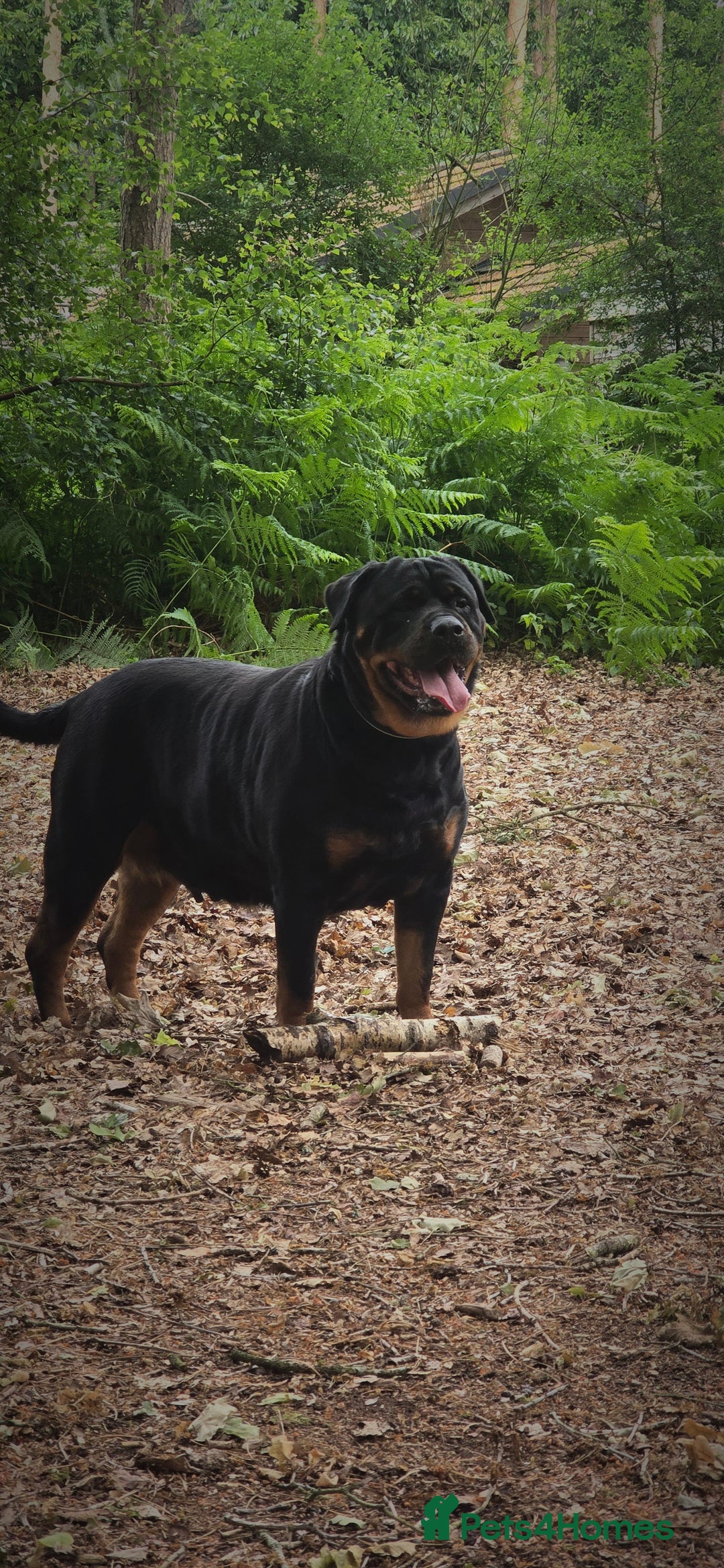 Rottweiler dogs for sale: Pure breed  KING ROTTWEILER (1 female) - Image 4